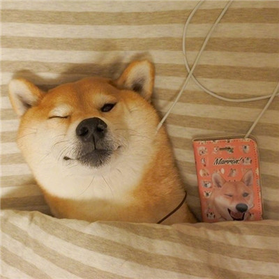 耀阳头像柴犬 10