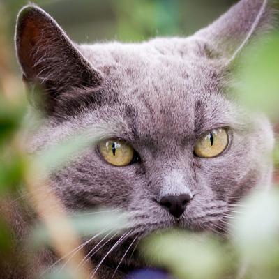 汤姆猫头像高清 6