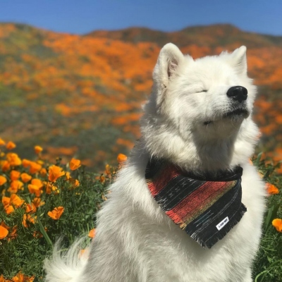 好看的头像图片动物可爱小狗