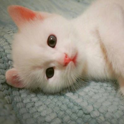 可爱的小猫咪头像 6