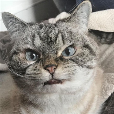 小猫微信头像大全可爱 1