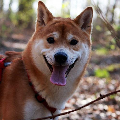 耀扬头像秋田犬 7