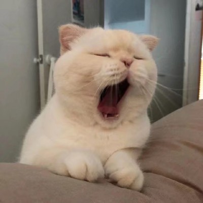 猫猫可爱头像 3