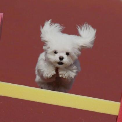 小狗头像可爱 7