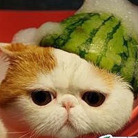猫咪卡通头像 5