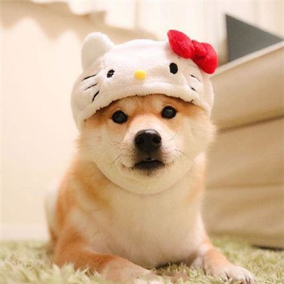 耀阳头像柴犬 2