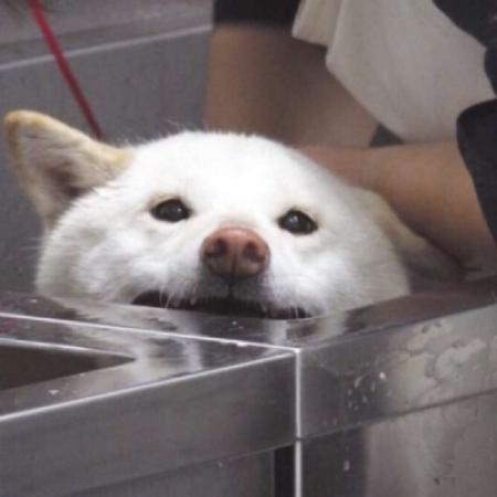 猫猫头像大全可爱 5