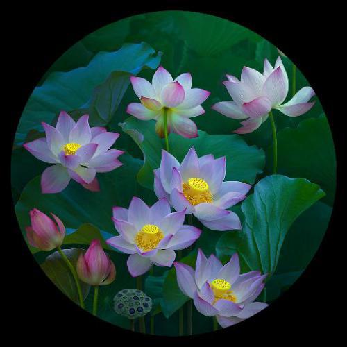 微信头像花花朵淡雅 2