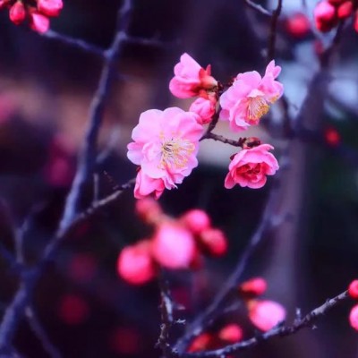 一生好运微信头像图片大全 9