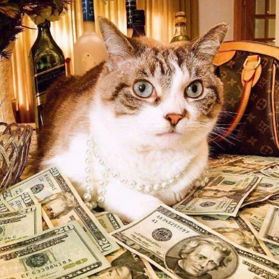 猫咪头像图片微信头像