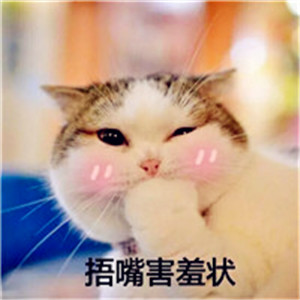 搞笑猫咪头像