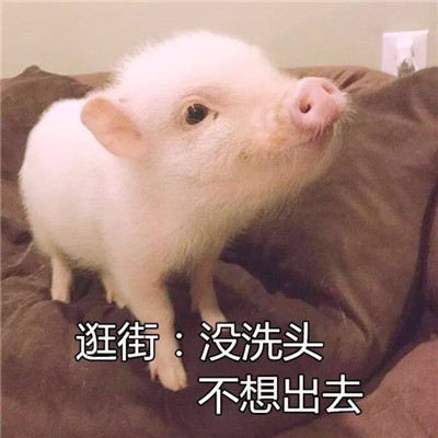 我的世界猪神图片头像
