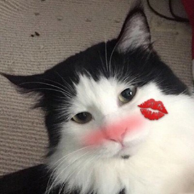 超可爱猫咪头像高清 5