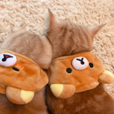 猫猫头像大全可爱 3