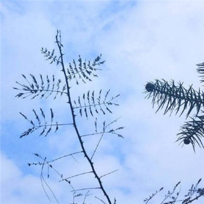 风景头像意境图片