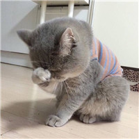 头像大全动物狗 2