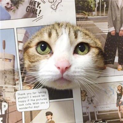 小猫钓鱼头像 6