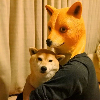 耀阳头像柴犬 8