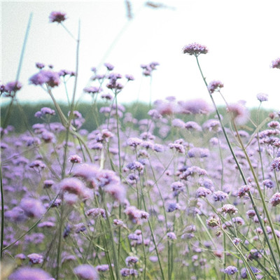 微信花草头像