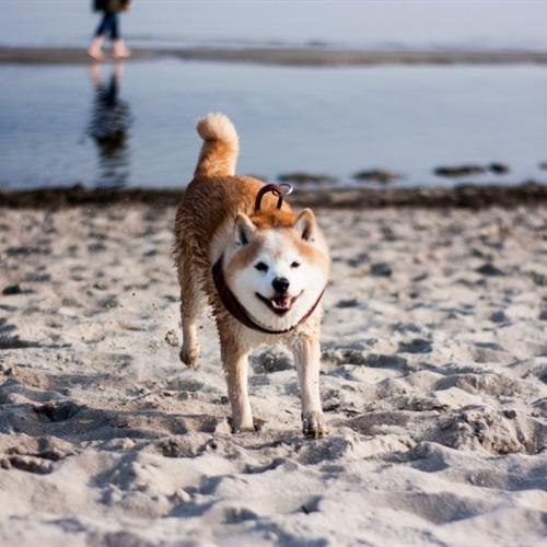 耀扬头像秋田犬 5