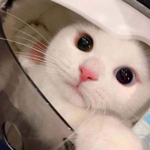 属鼠头像能用猫吗 2