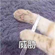 搞笑猫咪头像 3