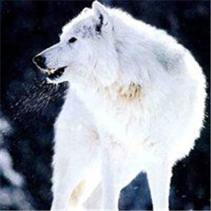 狼图片头像 霸气 3