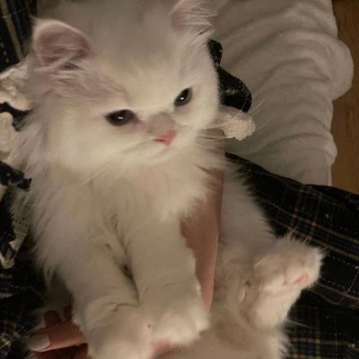 小猫咪头像可爱图片