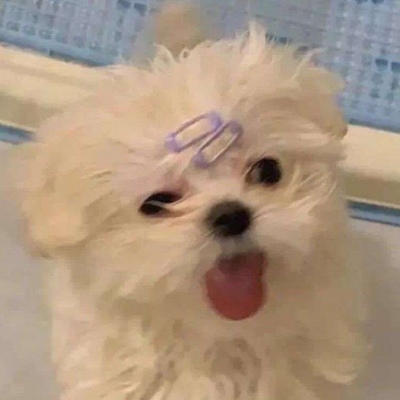 属狗的微信头像 5