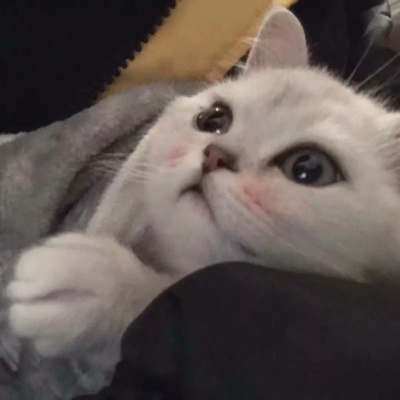猫头像搞怪 3
