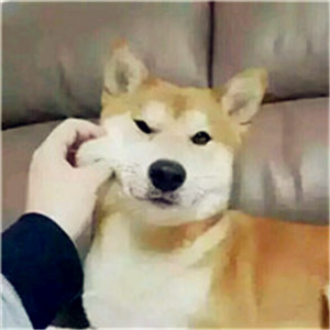 可爱宠物头像