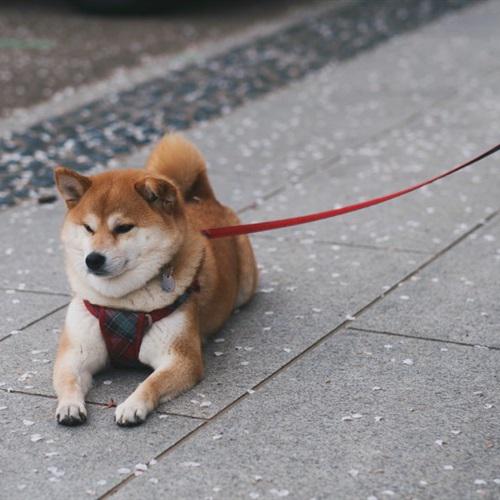 耀扬头像秋田犬 3