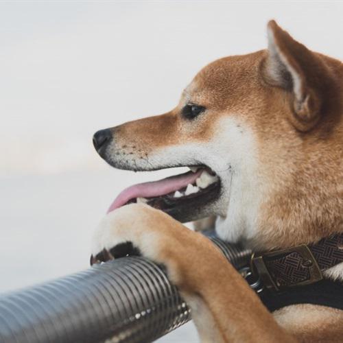 秋田犬头像 2