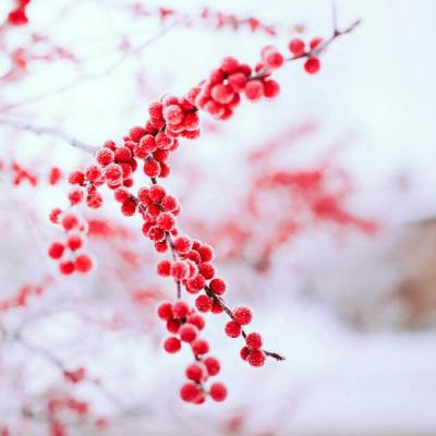 微信头像图片风景花草高清 7