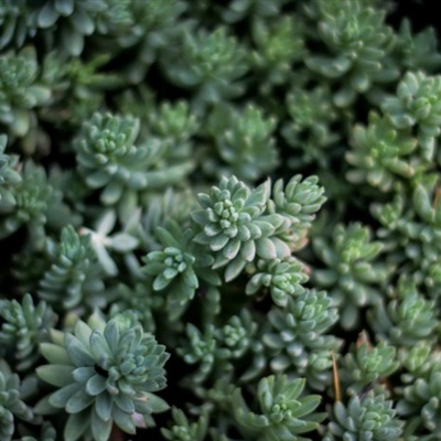 植物微信头像图片大全可爱 5