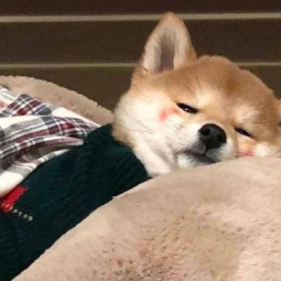 柴犬可爱头像 4
