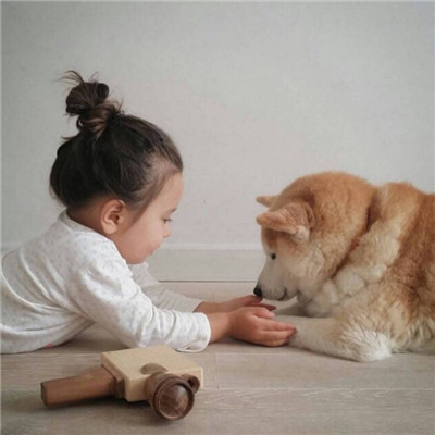 柴犬可爱头像 5