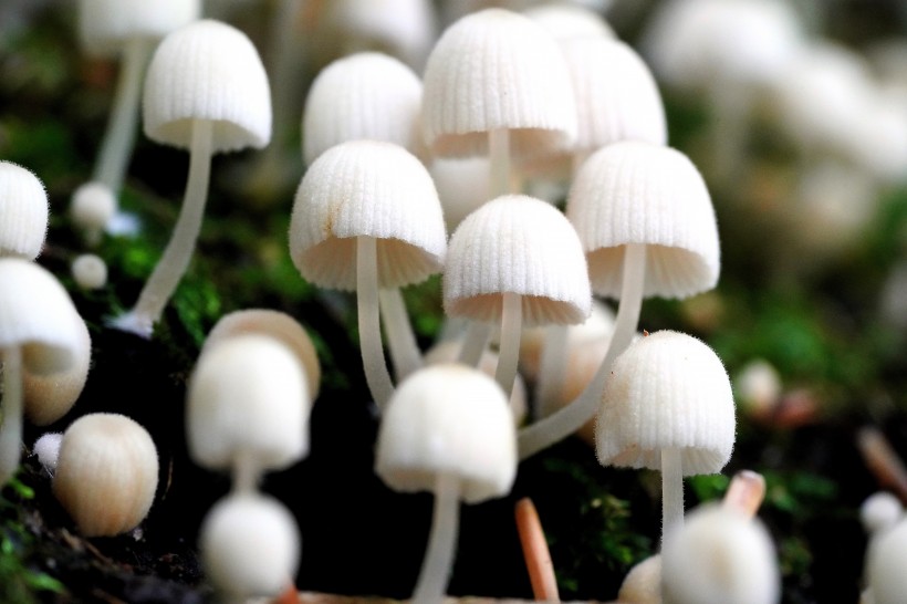 森林中野生的蘑菇图片 3