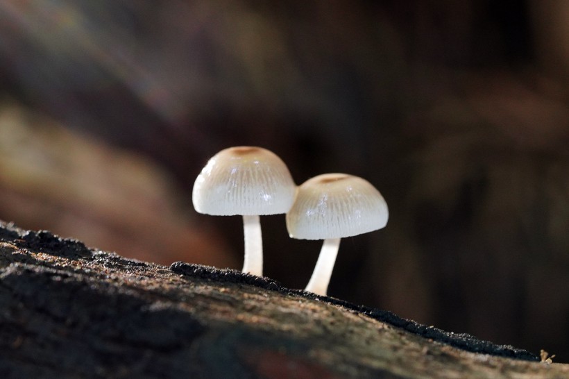 森林中野生的蘑菇图片 4