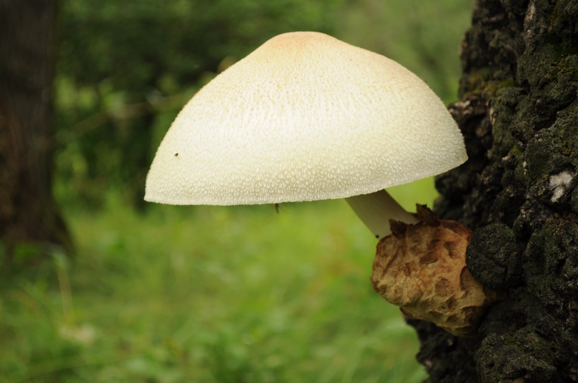 森林中野生的蘑菇图片 5