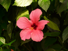 五颜六色的芙蓉花图片