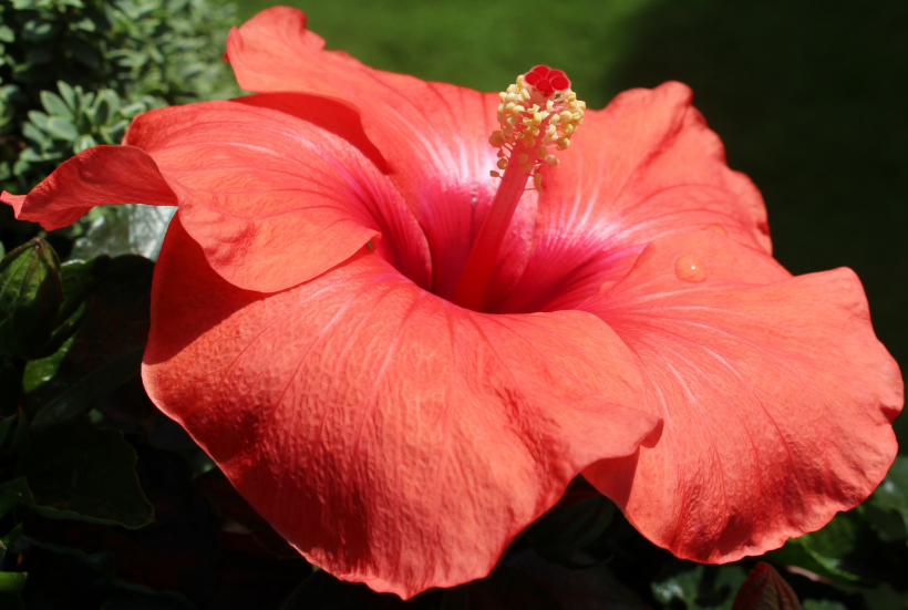 五颜六色的芙蓉花图片 3