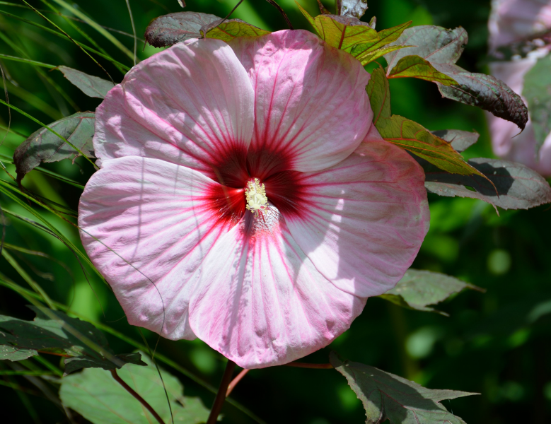 五颜六色的芙蓉花图片 4