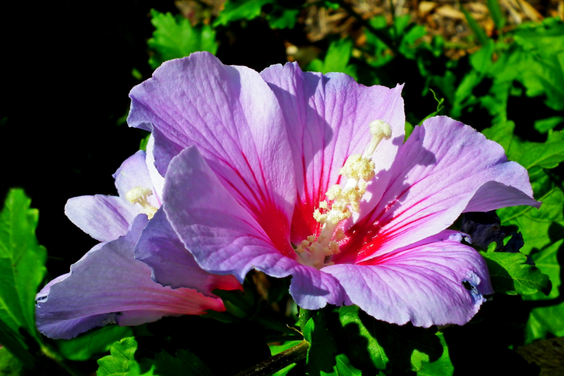 五颜六色的芙蓉花图片 5