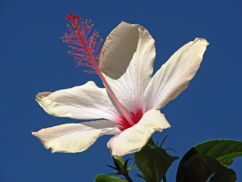 五颜六色的芙蓉花图片 7